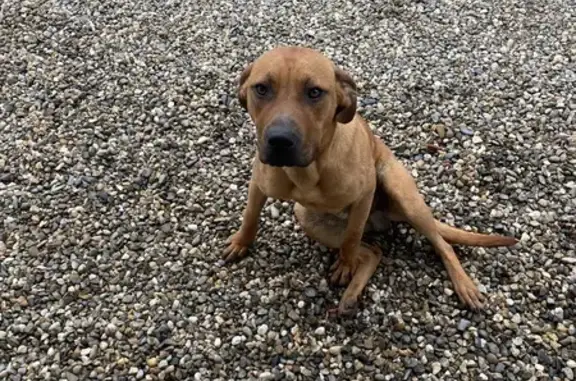 Chien perdu près d'Agen récupéré - photo