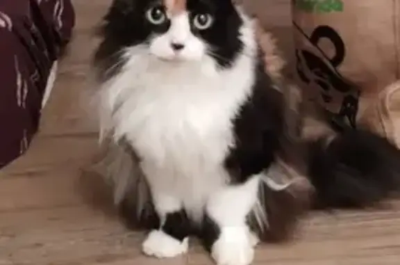 Animaux perdus Mussidan, photo: Chat tricolore 3 pattes perdu