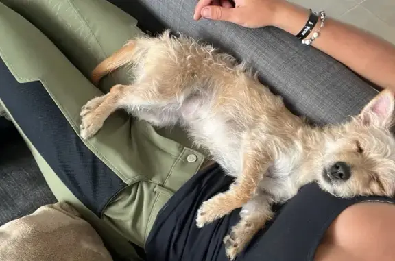 Chiot croisé trouvé à Toulouse - photo