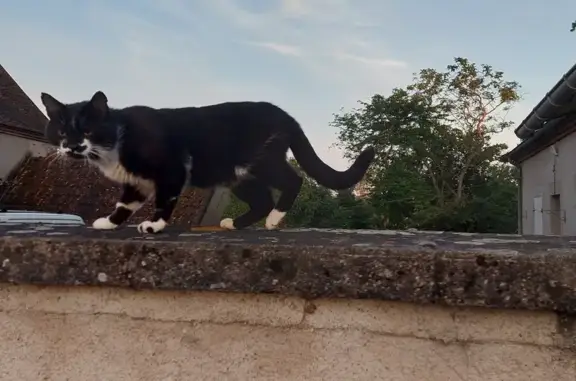 Animaux trouvés Avermes, photo: Chat noir et blanc trouvé à Avermes
