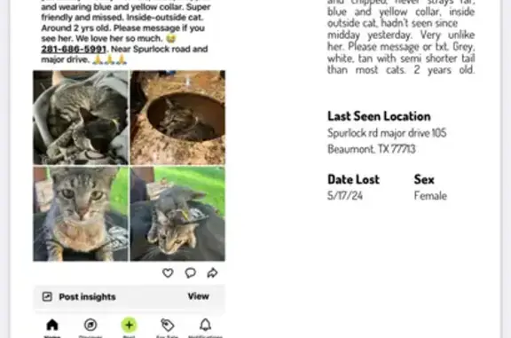 Lost Tabby Cat SweetPea - Spurlock Rd, Beaumont