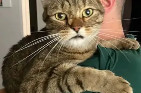 Animaux perdus Mérignac, photo: Chat Raoul tigré perdu à Mérignac