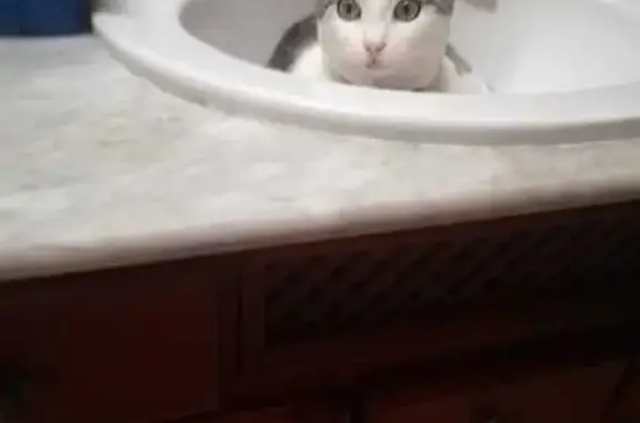 Gatos perdidos, , foto: ¡Ayuda! Gata Blanca Perdida en Tocina