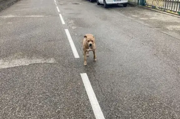Chien beige égaré à Claix - photo