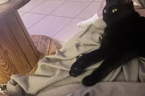 Animaux perdus , photo: Chatte de 5 ans disparue à Helstroff