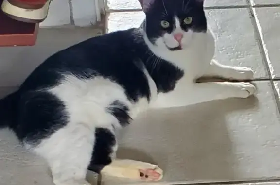 Chat perdu, Toulouse, photo: Chat Tuxedo noir/blanc perdu