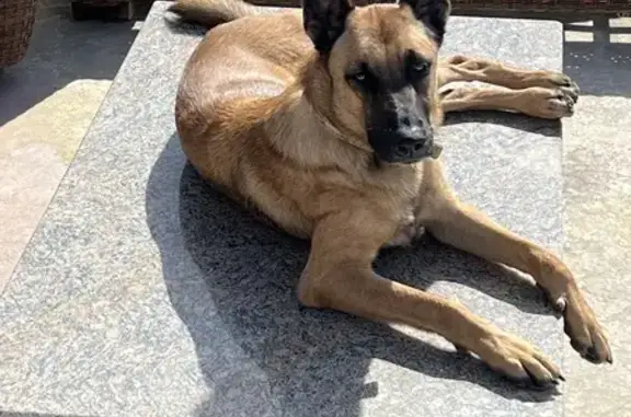Chien perdu Monclar-de-Quercy, photo : Alerte: Malinois perdu, Lot-et-Garonne
