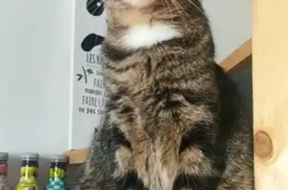Animaux perdus Agen, photo: Chat tigré perdu à Agen