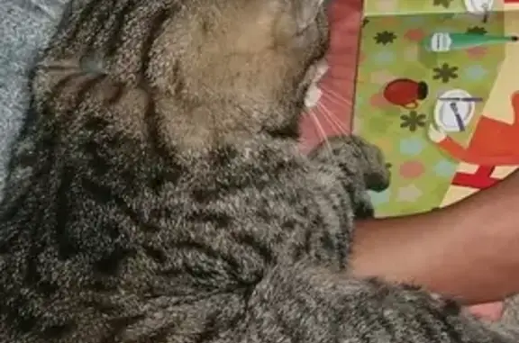 Animaux perdus Challuy, photo: Chat Chibi perdu près vétérinaire