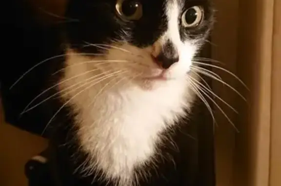 Animaux perdus Reims, photo: Chat noir et blanc perdu à Reims