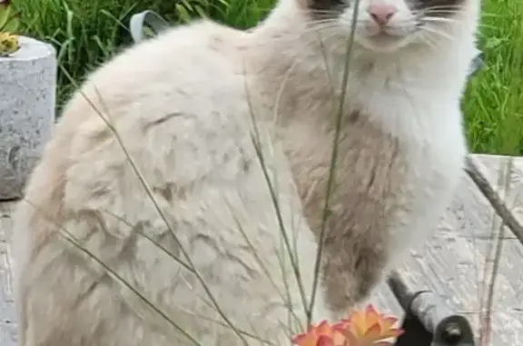 Chat perdu, Le Bourgneuf-la-Forêt, photo: Chat siamois perdu au Bourgneuf