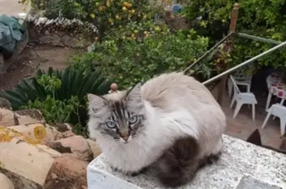 Gato Peludo Beige Perdido en Cullera