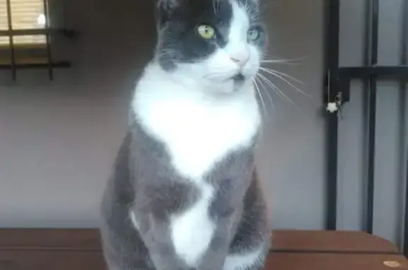 Lost Senior Cat in Cape Town - Help Find Him!