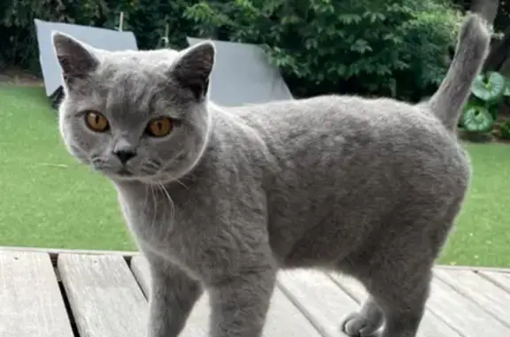 Lost! British Shorthair, Short Tail - Cape Town