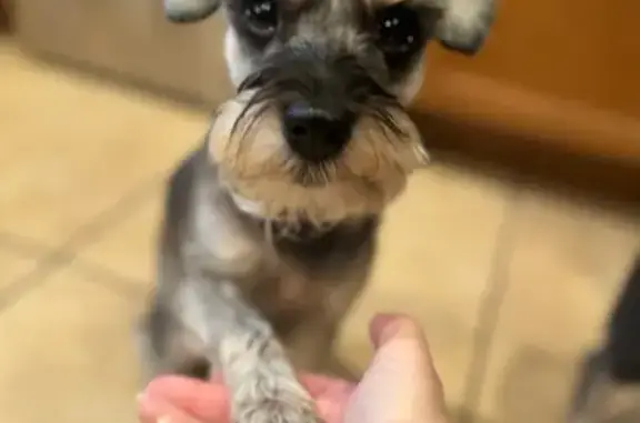 Lost Schnauzer in Tacoma - Help Find Him!