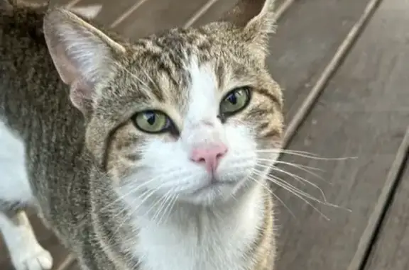 Found Cat: Young, Male Tabby in Indianapolis!