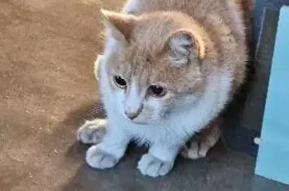 Chat roux et blanc tatoué trouvé - photo