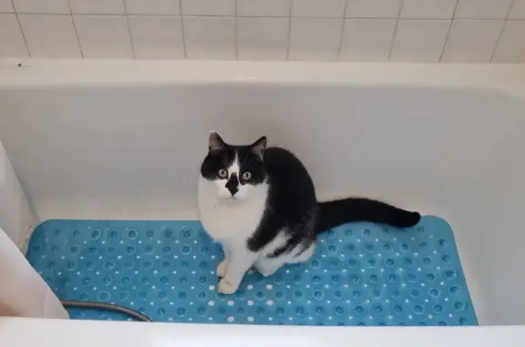 Chat perdu, Limours, photo: Chat noir et blanc perdu à Limours