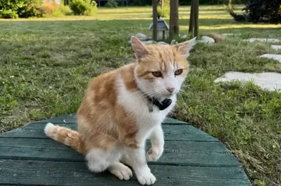 Chat roux et blanc perdu - St-Cyr - photo