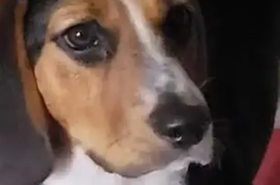 Lost Beagle: Black Head, Best Friend - Help!