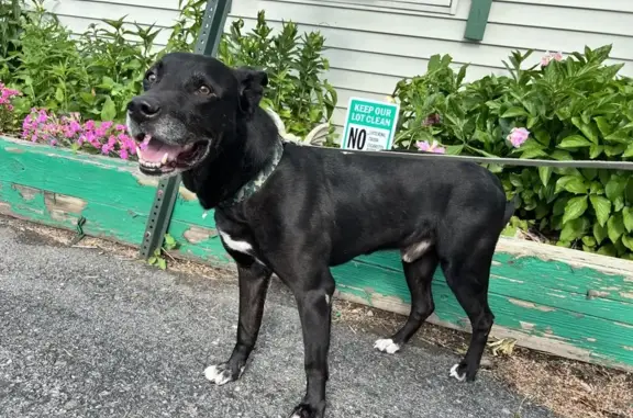 Found! Male Lab Mix, 6 Yrs - Catherine St. 822