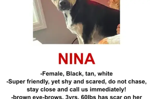 Lost Dog Alert: Nina the Rottie-Pit Mix!