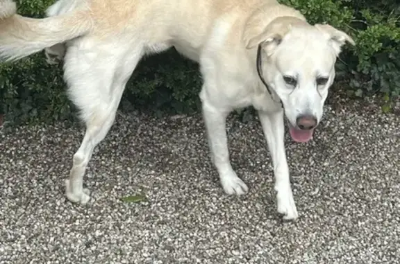 Labrador croisé trouvé à Ballaison - photo