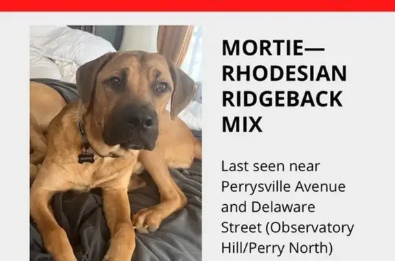 Lost Rhodesian Mix in Pittsburgh - Help Find Him!