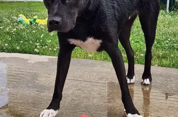 Lost Dog: Black Lab/German Mix - Romeo!