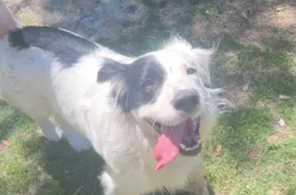 Lost Collie Mix Near Arrington Bridge - Help!