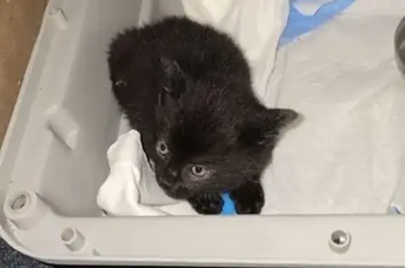 Tiny Black Kitten Lost - Help Find Her!