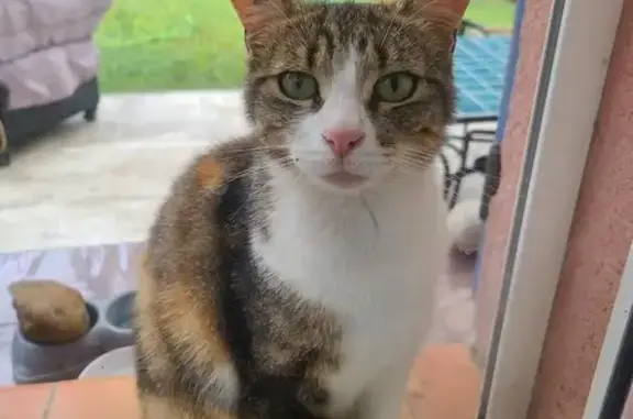 Chat tricolore tatoué trouvé - photo