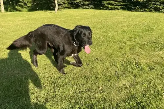 Animaux trouvés Pluguffan, photo: Labrador noir perdu à Pluguffan