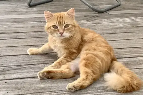 Chat roux trouvé, non tatoué à Lée - photo