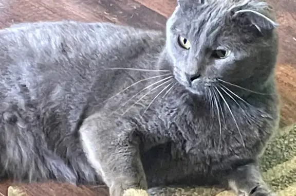 Lost Grey Cat - Long Nails & Canines | 900 E Edwardsville