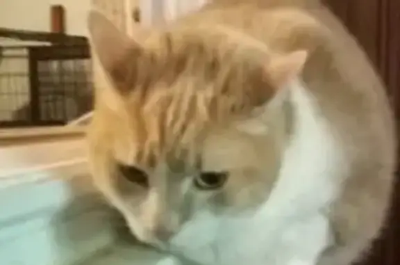 Lost Obese Orange Cat - Unique Face Mark!