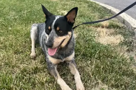 Lost Pup Rescued - South 2100 East SLC!