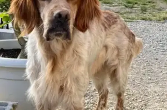 Chien perdu , photo : Appel : Setter Anglais Perdu