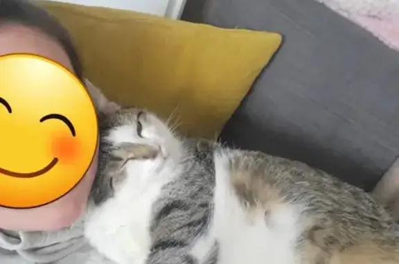 Animaux perdus Thionville, photo: Chatte Cleo disparue à Thionville
