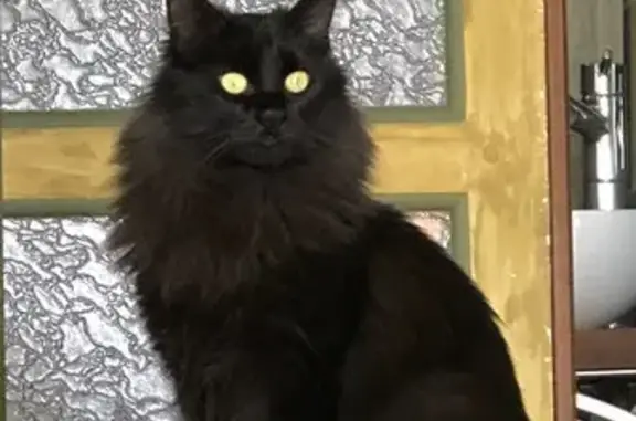 Chat perdu, Vence, photo: Chatte Sarrazin disparue à Vence