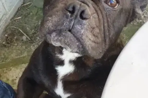 Bouldogue français trouvé à Coquerel - photo