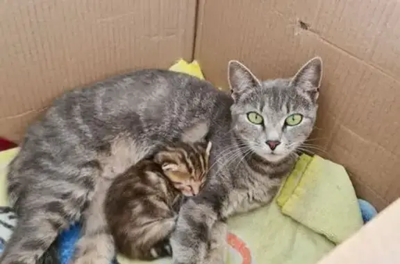 Animaux perdus , photo: Chatte grise disparue à Saint-Germain