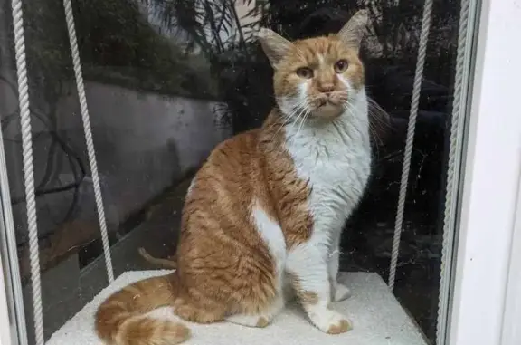 Chat perdu, Lyon, photo: Chat Roux et Blanc Perdu à Lyon