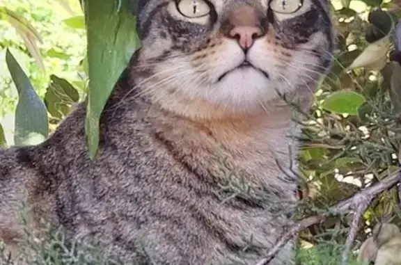 Chat perdu, Vence, photo: Chat Léon disparu à Vence