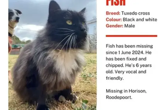 Lost Tuxedo Cat: Vocal & Friendly - Roodepoort