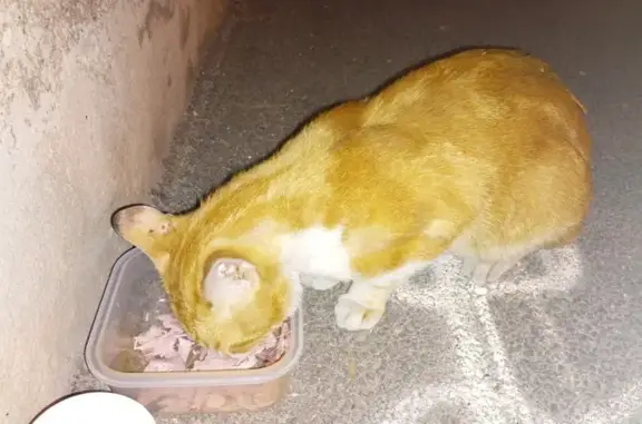 Chat roux perdu à Marseille - photo