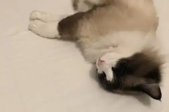 Animaux perdus Aytré, photo: Chat sacré de Birmanie perdu à Aytré