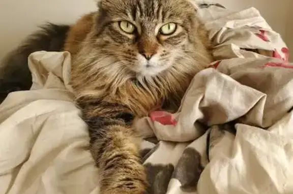 Animaux perdus Rochefort, photo: Chat tigré craintif perdu à Rochefort
