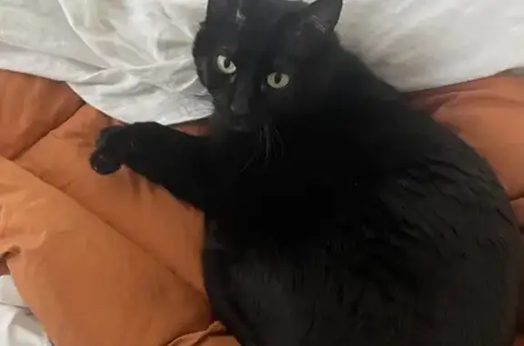 Animaux perdus Malakoff, photo: Chatte noire perdue à Malakoff