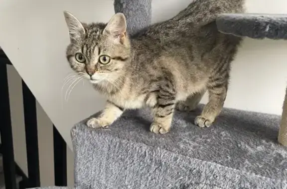 Chatte craintive disparue à Hussigny - photo